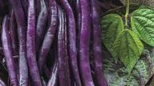 Dwarf Beans Purple Queen Vegetable Seeds