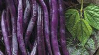 Dwarf Beans Purple Queen Vegetable Seeds