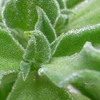 Crystal Iceplant Seeds for Planting - Heirloom and Non-GMO garden seeds, Flavor, Fresh and Crisp