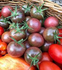 Tomato- Black Cherry