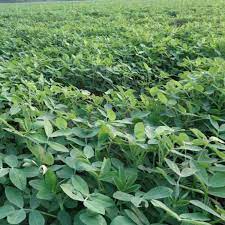 Methi Shalimar Improved Organic Vegetable Seeds