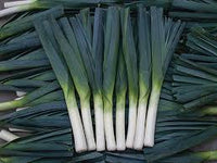 Oslo – Organic Leek Seed