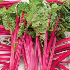 Magenta Sunset – Swiss Chard Seed