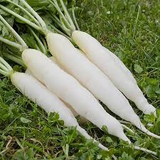 Radish- Long White Chinese