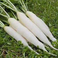 Radish- Long White Chinese