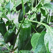 Early Jalapeno – Organic Jalapeno Seed