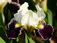 Coconino Dwarf Bearded Iris
