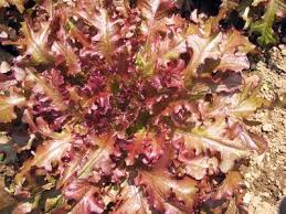 Lettuce- Salad Bowl Red