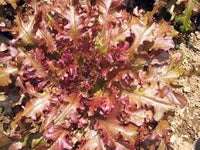 Lettuce- Salad Bowl Red