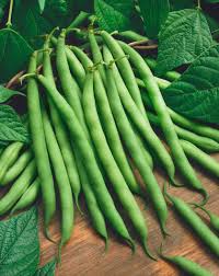 Provider – Bean Seed