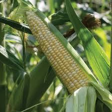 Kickoff XR – 1r Corn Seed