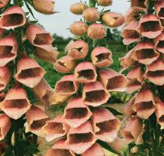 Polkadot Polly – Digitalis Seed