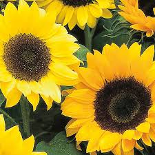 Sunflower- Dwarf Oranges and Lemons F1