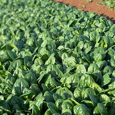 Rangitoto – Spinach Seed