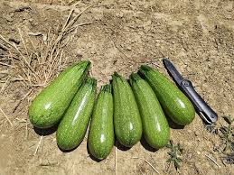 Mexicana – Organic Zucchini Squash Seed
