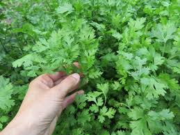 Calypso Cilantro Seeds