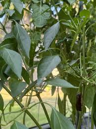 Shishimai – Shishito Pepper Seed