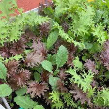 Kalebration Kale Mix – Organic Vegetable Seed