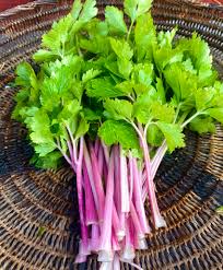 Chinese Celery- Pink