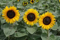 Sunflower- Classic Gold F1