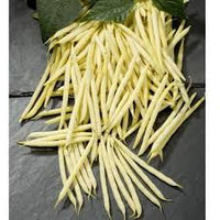 Goldilocks – Bean Seed