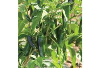 Jalafuego – Organic Jalapeno Pepper Seed