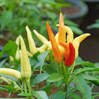 Chilli- Fire and Ice