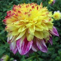 Anemone Dahlia Flower Seeds for Planting – Heirloom and Non-GMO garden seeds