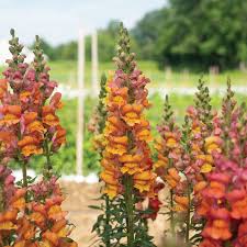 Opus? III Early Bronze – Snapdragon Seed