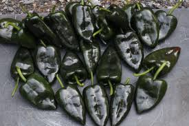 Baron – Ancho Pepper Seed