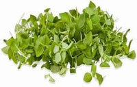 Basil, Cinnamon – Microgreen Seed