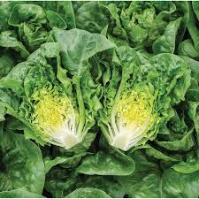 Prismatic Mini Head Mix – Pelleted Lettuce Seed