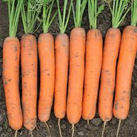 Caravel – Organic Carrot Seed