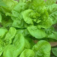Lettuce- All Year Round