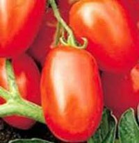 Tomato Viva Italia Vegetable Seeds for Planting - Heirloom and Non-GMO Garden Seeds