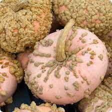 Pumpkin- Galeux D'eysines 25g