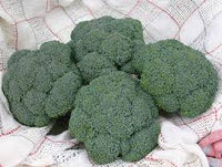 Diplomat – Broccoli Seed