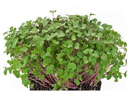 Kale – Organic Microgreen Seed