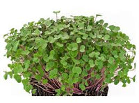 Kale – Organic Microgreen Seed