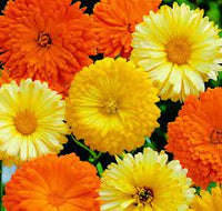Calendula- Pacific Beauty Mixed