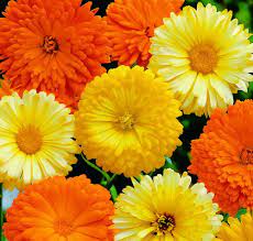 Calendula- Pacific Beauty Mixed