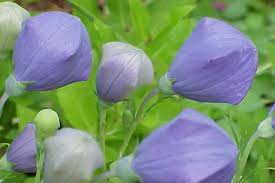 Komachi Balloon Flower Seeds