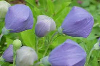 Komachi Balloon Flower Seeds