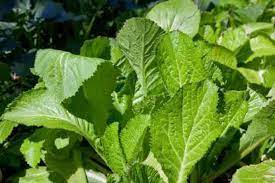 Mustard Florida Broadleaf Vegetable Seeds