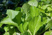 Mustard Florida Broadleaf Vegetable Seeds