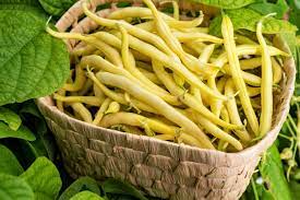 Bush Bean- Cherokee Wax
