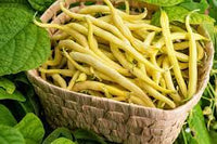 Bush Bean- Cherokee Wax