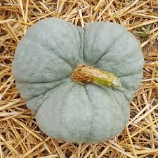 Pumpkin- Triamble 25g