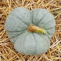 Pumpkin- Triamble 25g