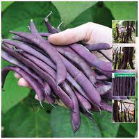 Climbing Bean- Purple King